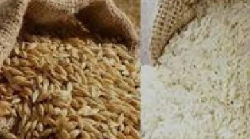 ارتفاع ملحوظ.. سعر طن الأرز الشعير يغلق 2025 بقوة